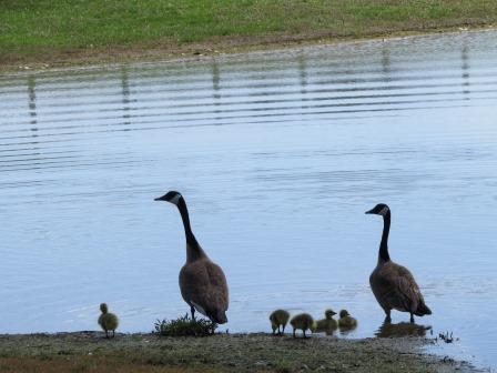 Geese